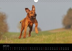 Innenansicht 6