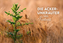 Innenansicht 2