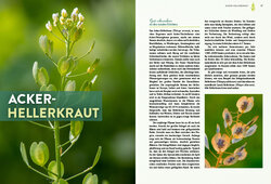 Innenansicht 3